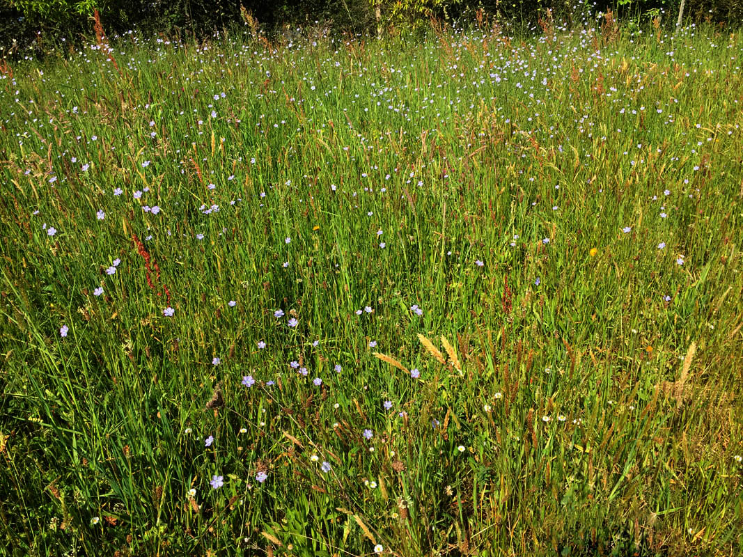 Linum usitatissimum en fleurs dans une prairie tempérée
